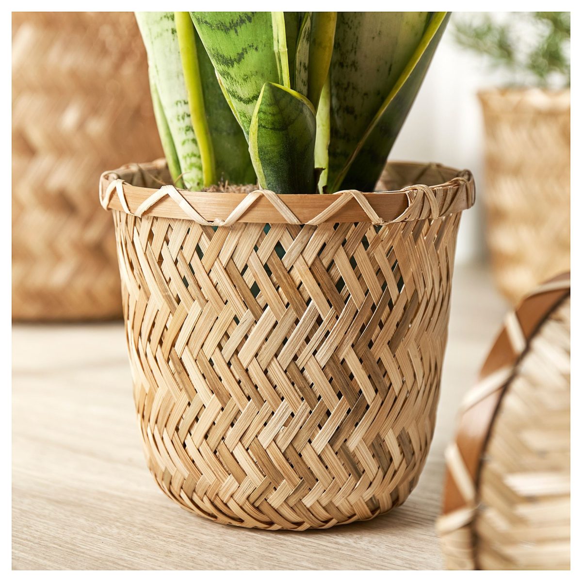 Bambu Saksı, 12 cm – 3. görsel