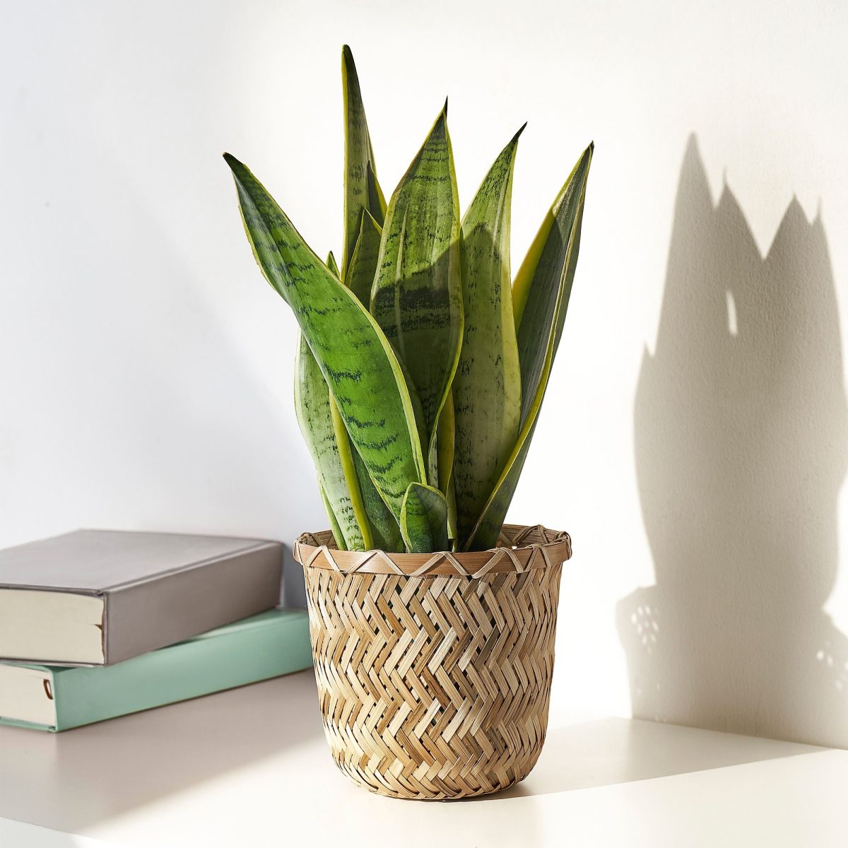Bambu Saksı, 12 cm – 4. görsel