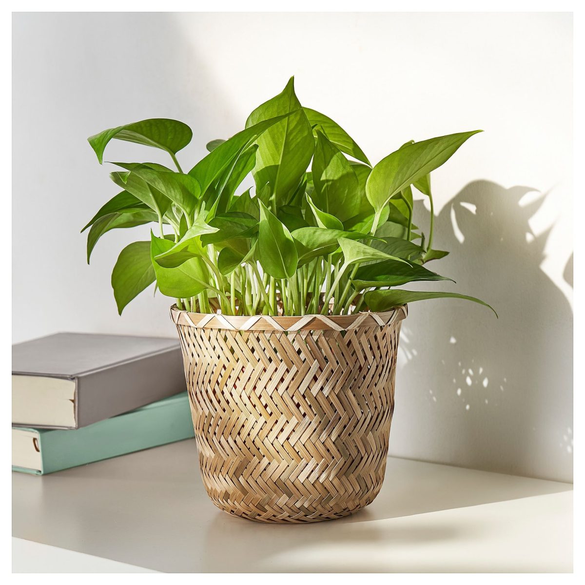 Bambu Saksı, 15 cm – 4. görsel