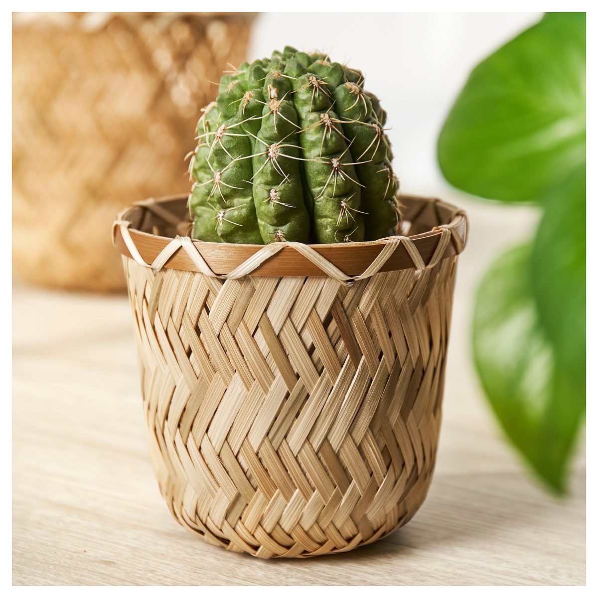 Bambu Saksı, 9 cm – 2. görsel