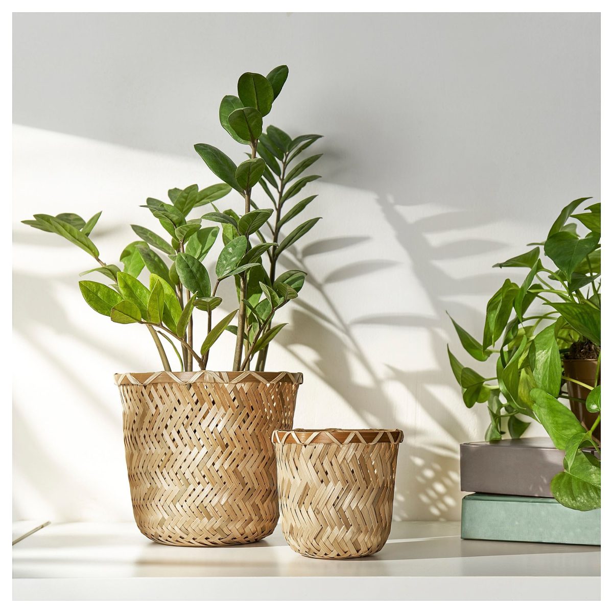 Bambu Saksı, 9 cm – 4. görsel