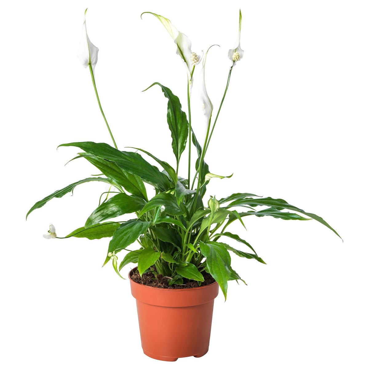 Canlı Bitki, Beyaz-Yeşil, 12 cm, Spathiphyllum Cupido