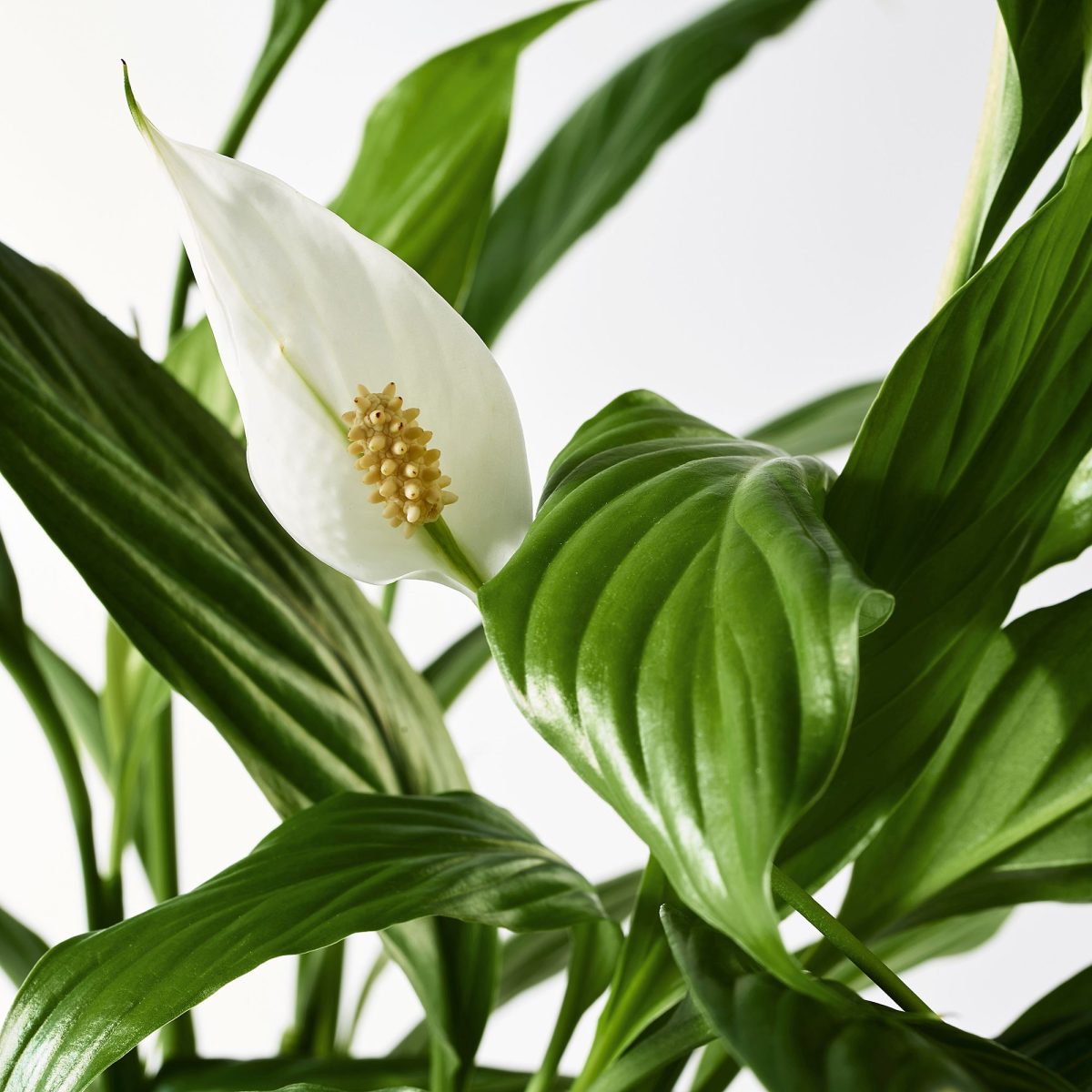 Canlı Bitki, Beyaz-Yeşil, 12 cm, Spathiphyllum Cupido – 3. görsel