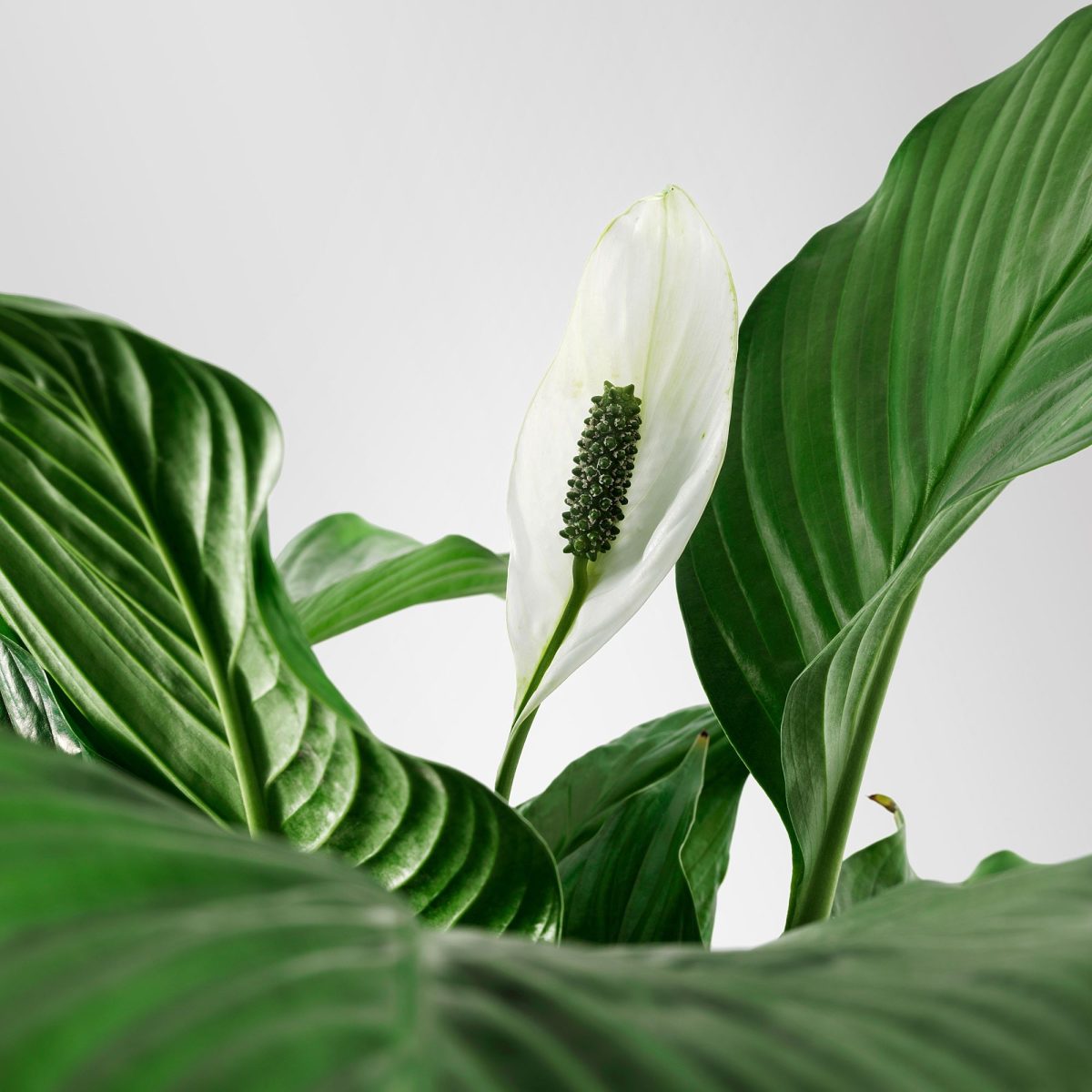 Canlı Bitki, Beyaz-Yeşil, 12 cm, Spathiphyllum Cupido – 4. görsel
