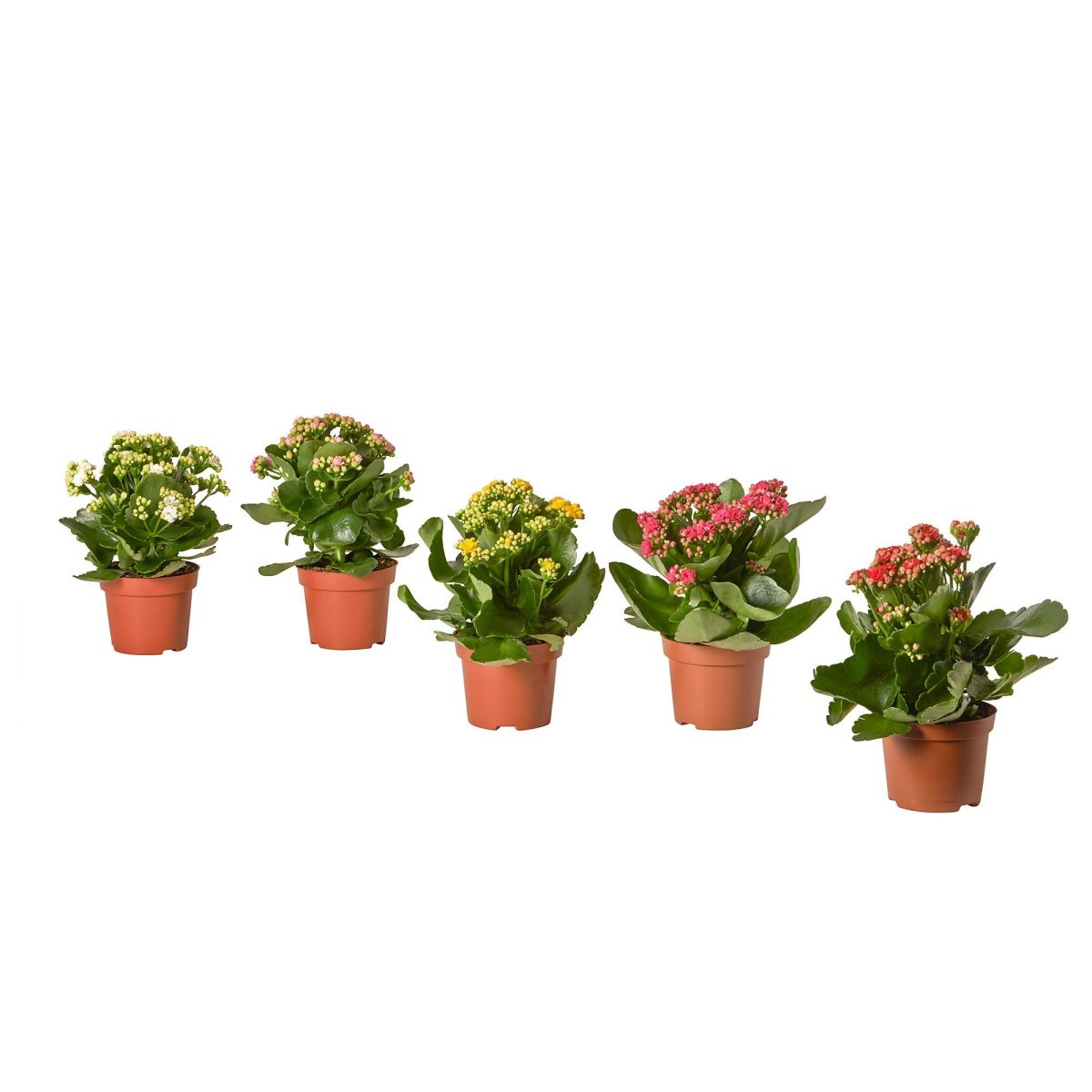 Canlı Bitki, Çok Renkli, 10.5 cm, Kalanchoe Calandiva