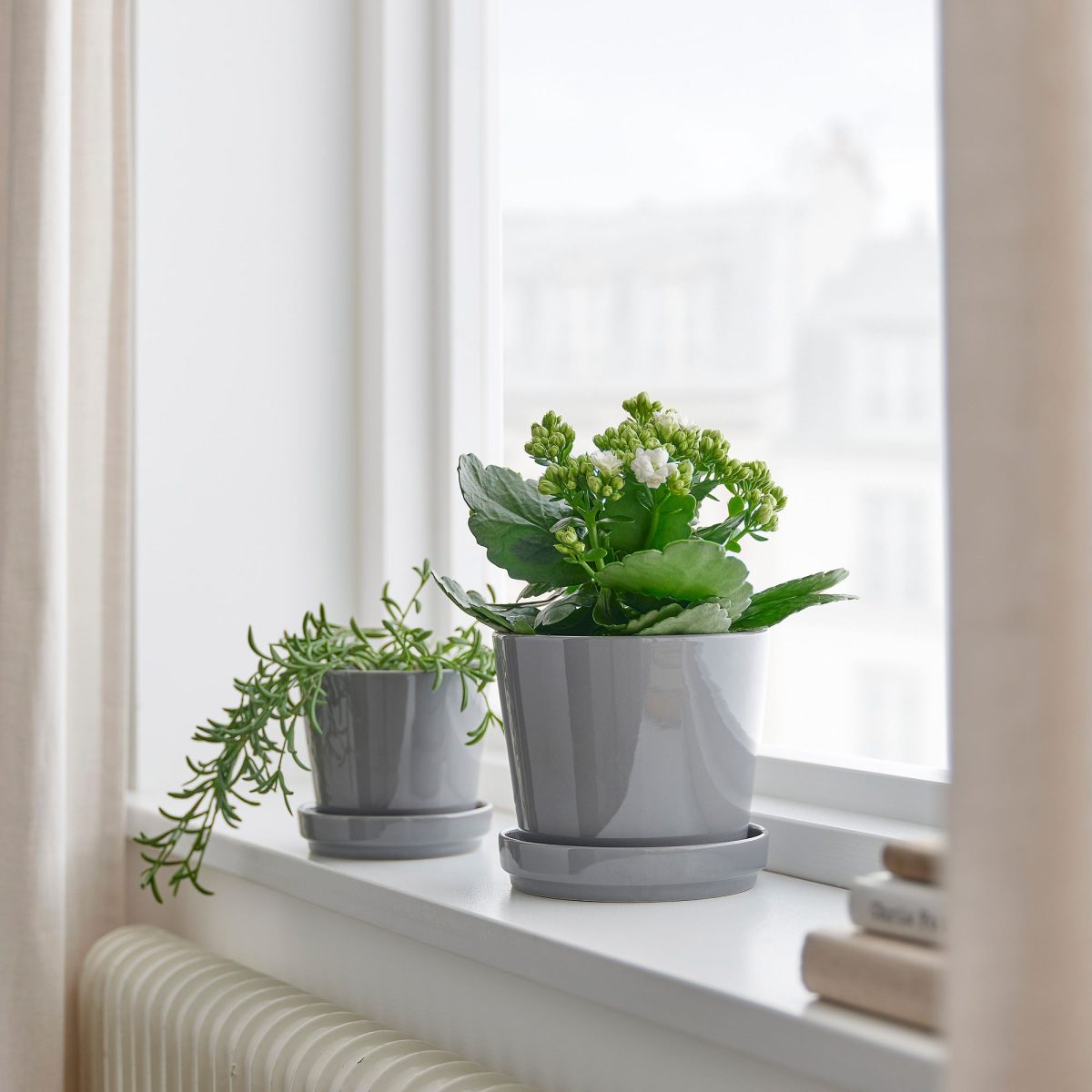 Canlı Bitki, Çok Renkli, 10.5 cm, Kalanchoe Calandiva – 2. görsel