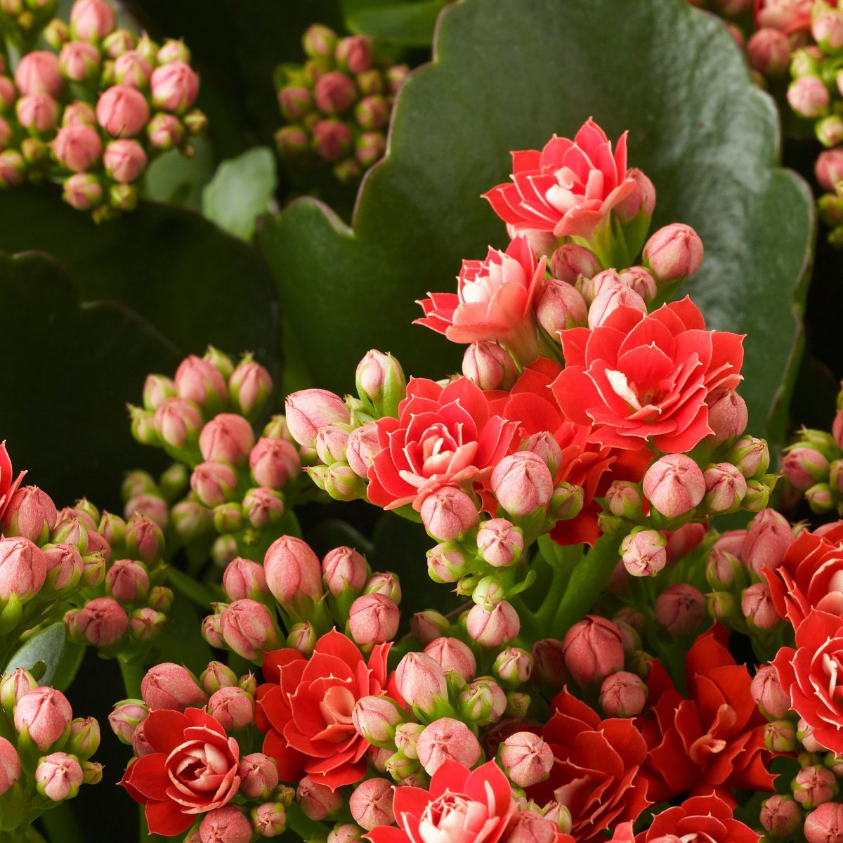 Canlı Bitki, Çok Renkli, 10.5 cm, Kalanchoe Calandiva – 4. görsel