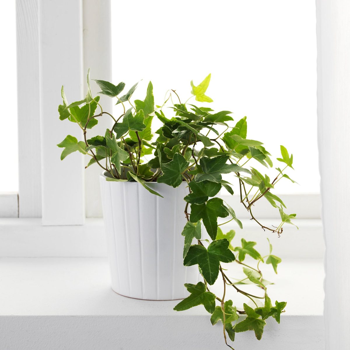 Canlı Bitki, Yeşil, 13 cm, Sarmaşık – 2. görsel