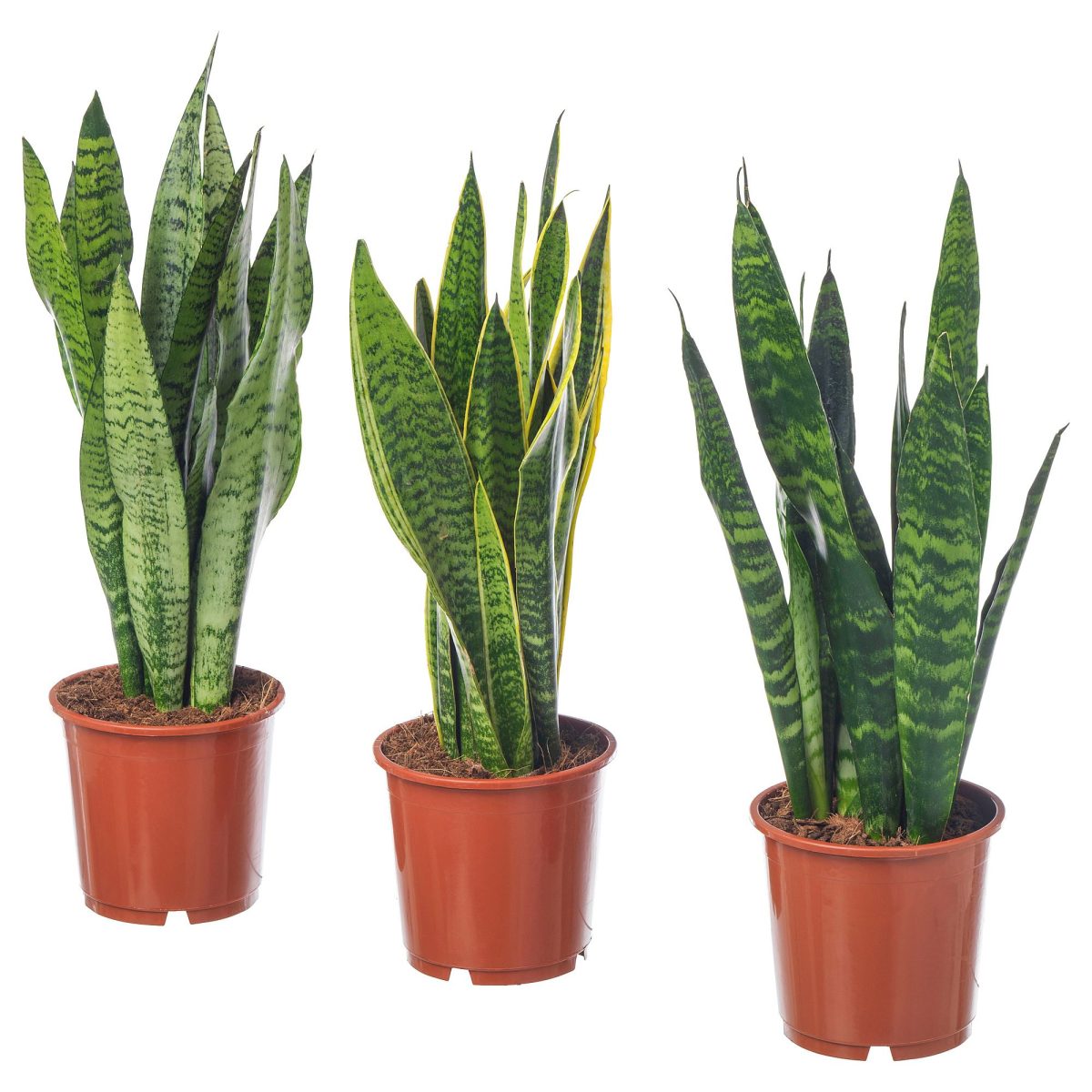 Canlı Bitki, Yeşil, 14 cm, Sansevieria Trifasciata