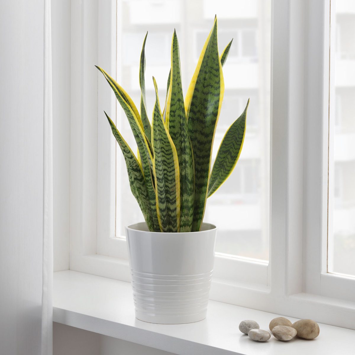 Canlı Bitki, Yeşil, 14 cm, Sansevieria Trifasciata – 2. görsel