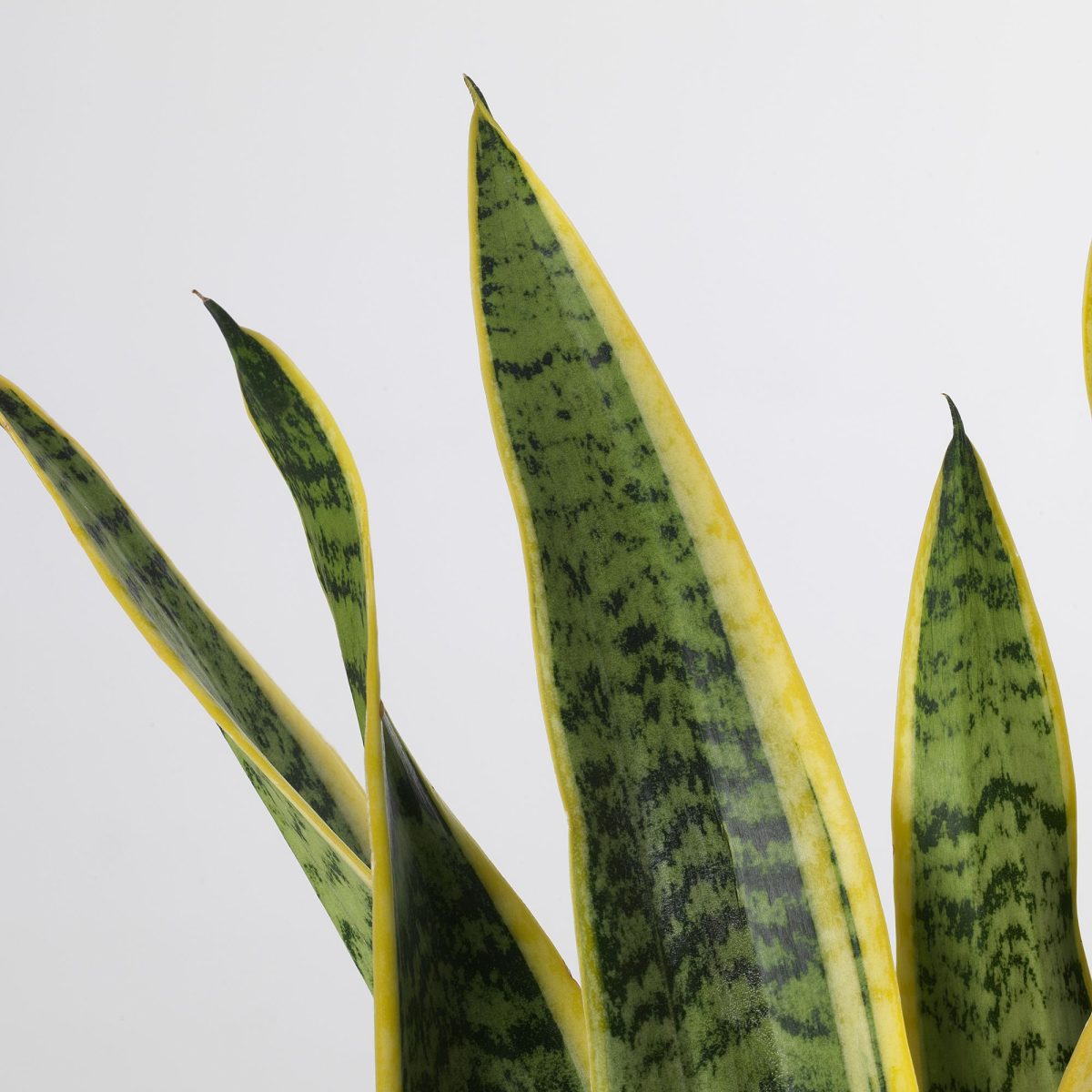 Canlı Bitki, Yeşil, 14 cm, Sansevieria Trifasciata – 3. görsel