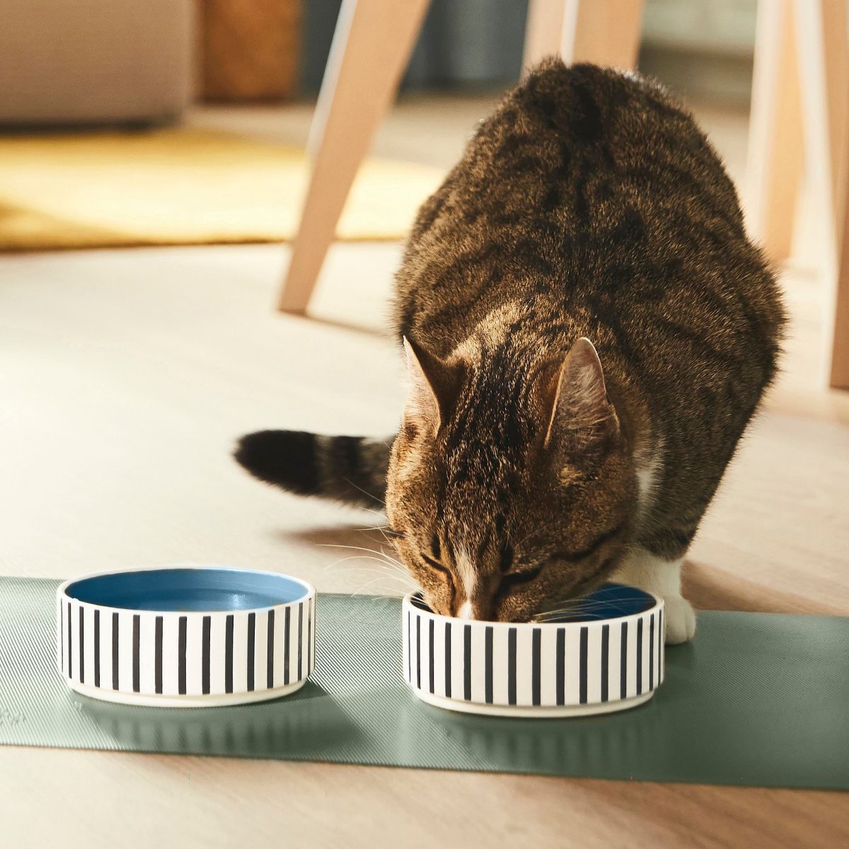 Kedi/Köpek Mama Kabı, Çok Renkli, 11 cm – 3. görsel