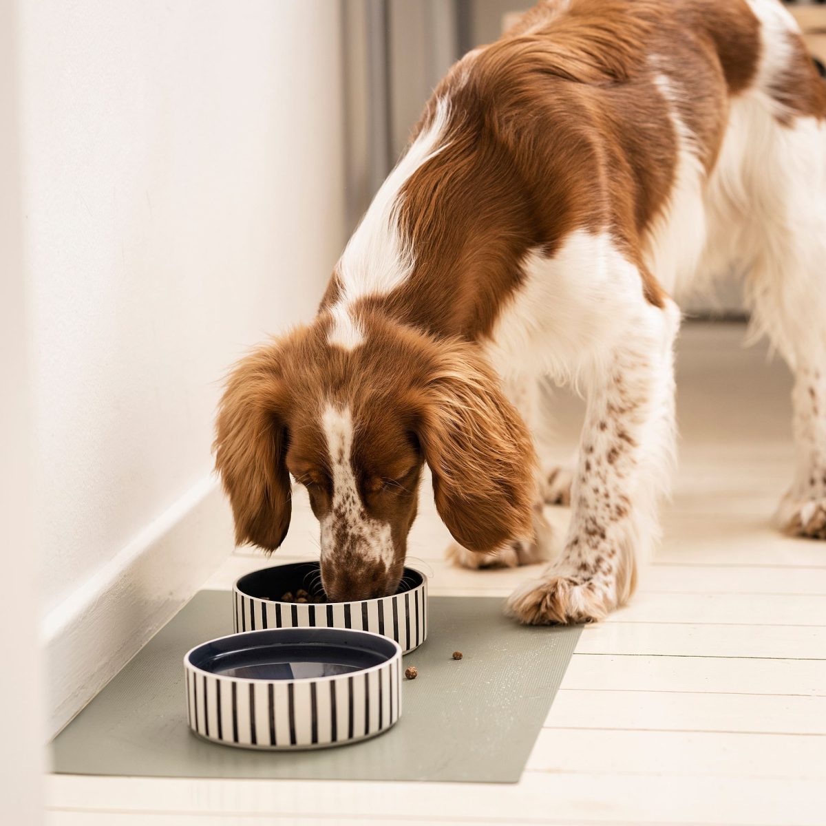 Kedi/Köpek Mama Kabı, Çok Renkli, 15 cm – 3. görsel