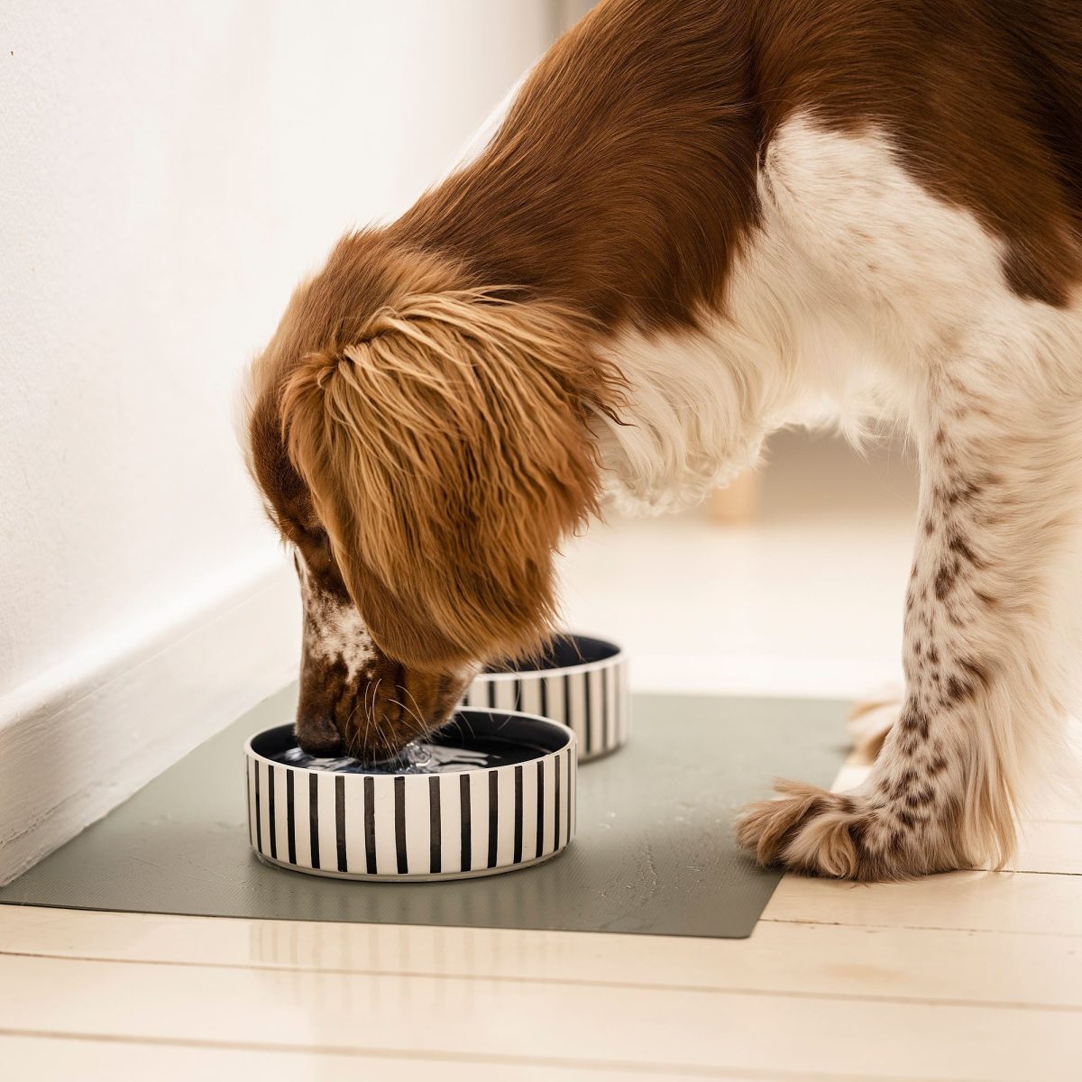 Kedi/Köpek Mama Kabı, Çok Renkli, 15 cm – 4. görsel