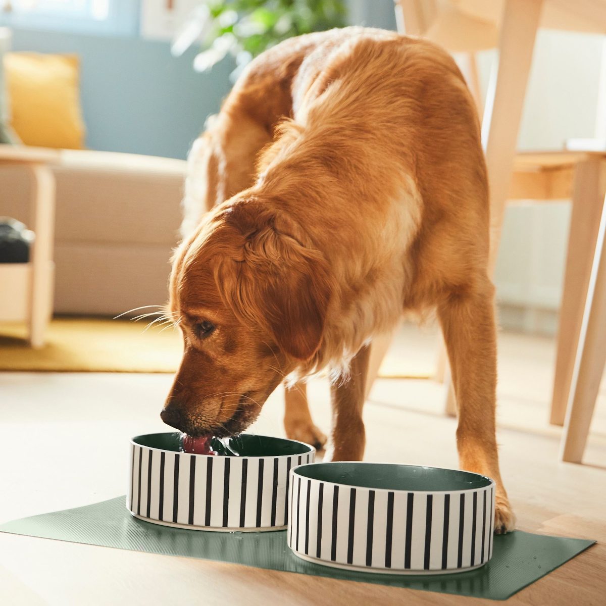 Kedi/Köpek Mama Kabı, Çok Renkli, 19 cm – 4. görsel