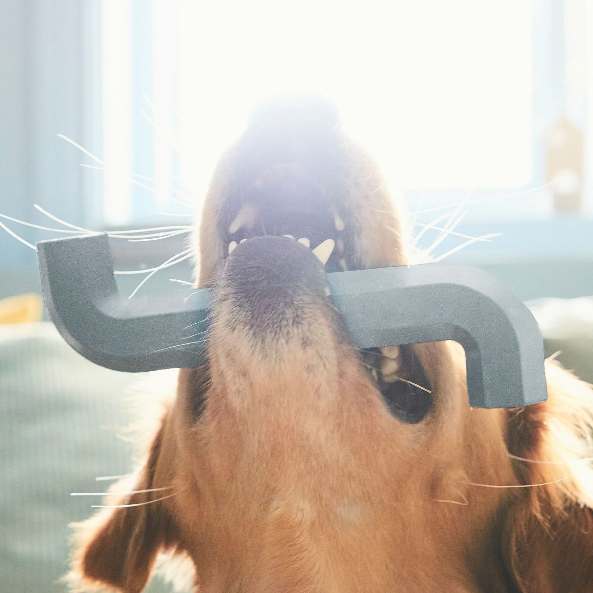 Köpek Oyuncağı, Gri-Mavi – 3. görsel