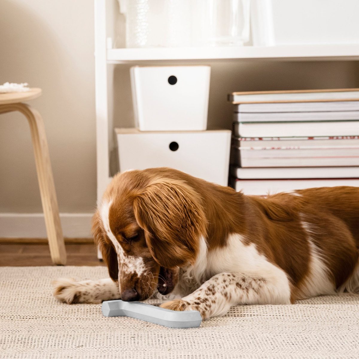 Köpek Oyuncağı, Gri-Mavi – 4. görsel