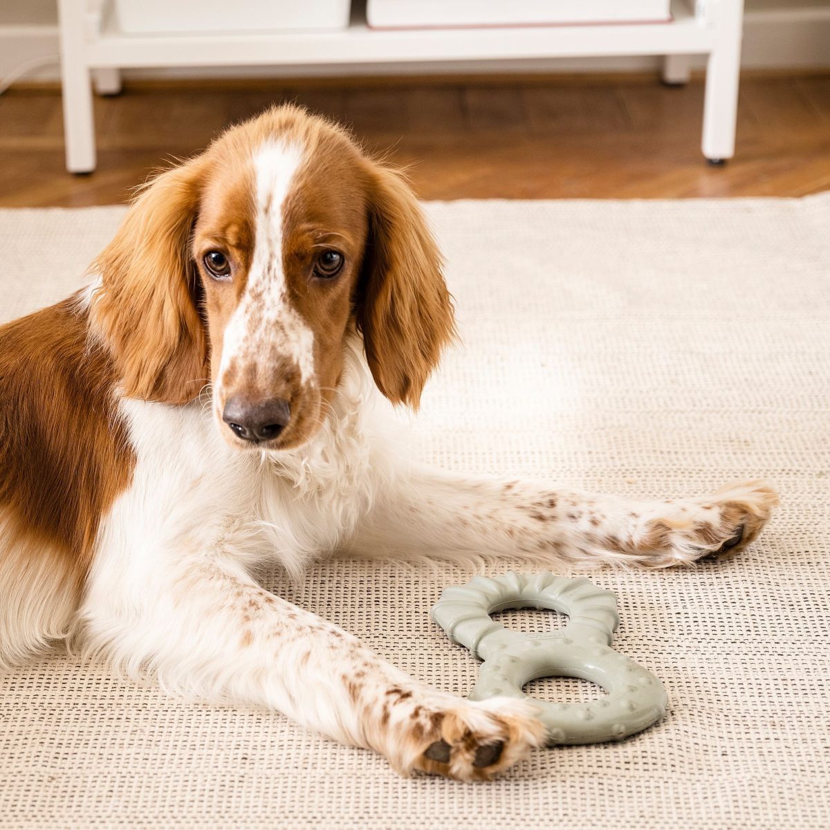 Köpek Oyuncağı, Gri-Yeşil, Yiyecek ve Atıştırmaklık Saklama – 4. görsel