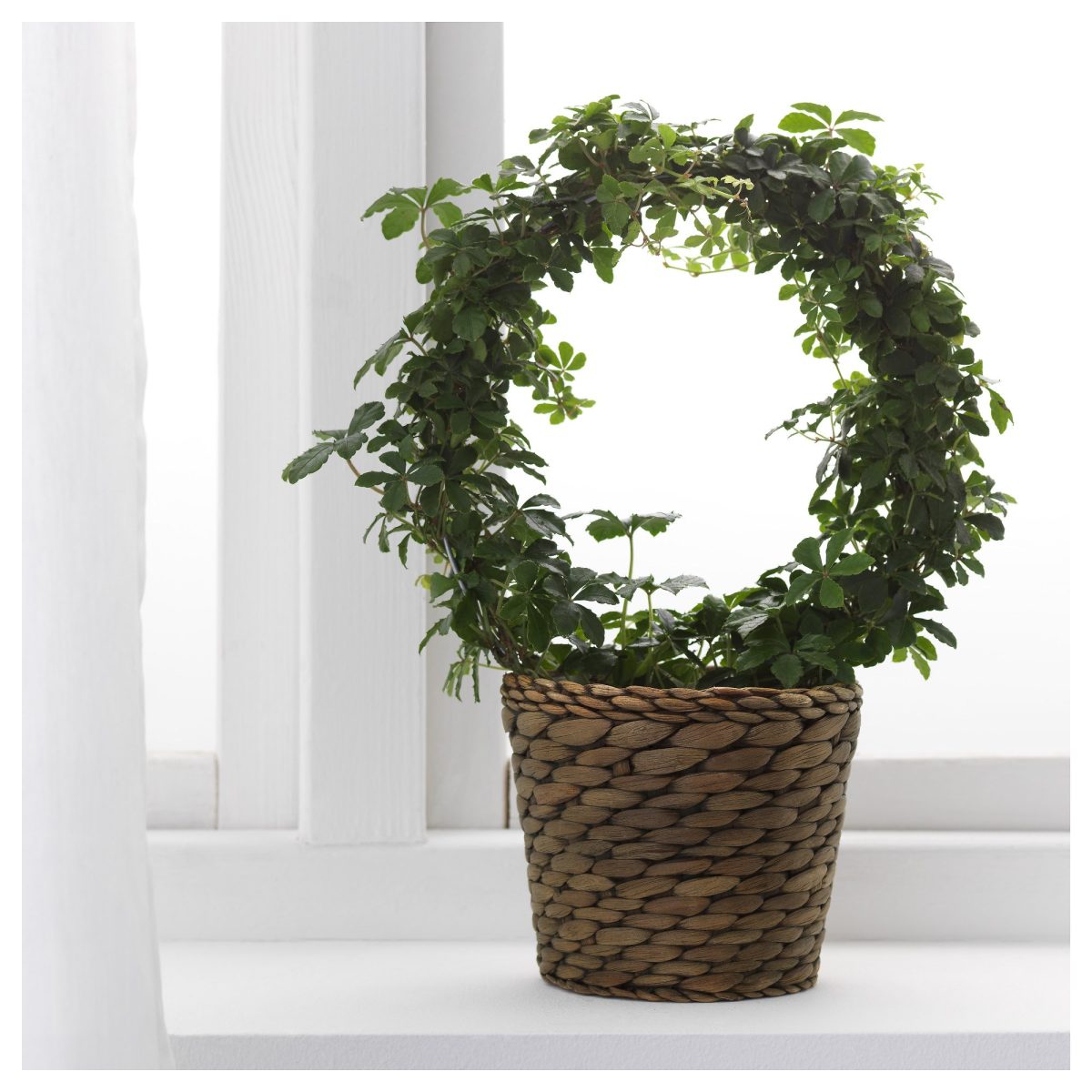 Rattan Saksı, Su Sümbülü, 12 cm – 3. görsel