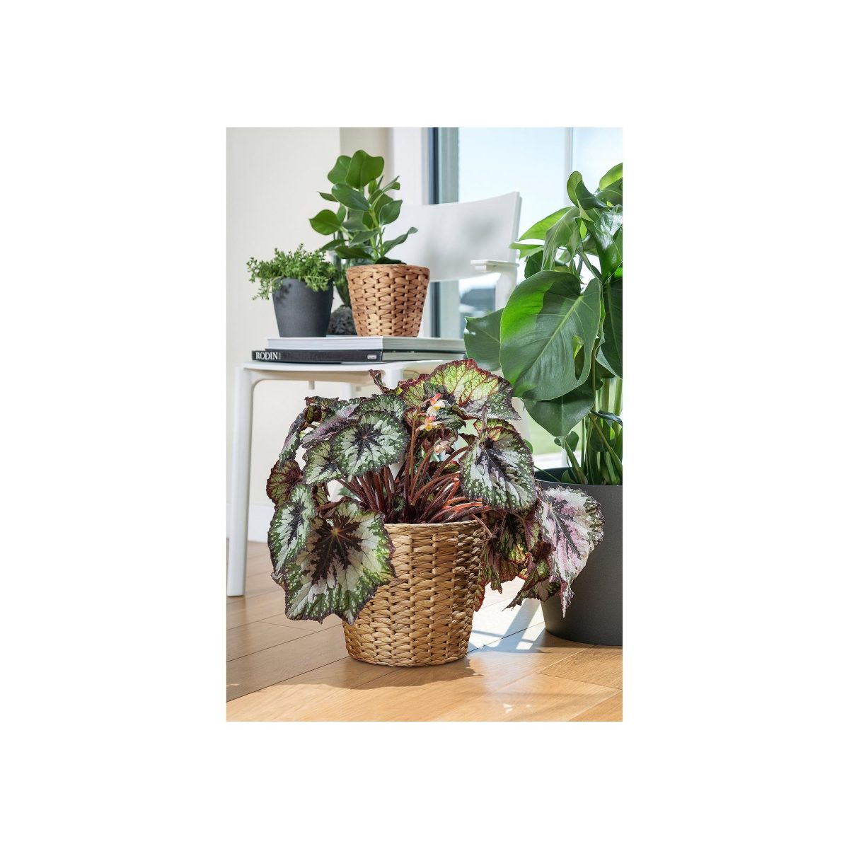 Rattan Saksı, Su Sümbülü, 19 cm – 3. görsel