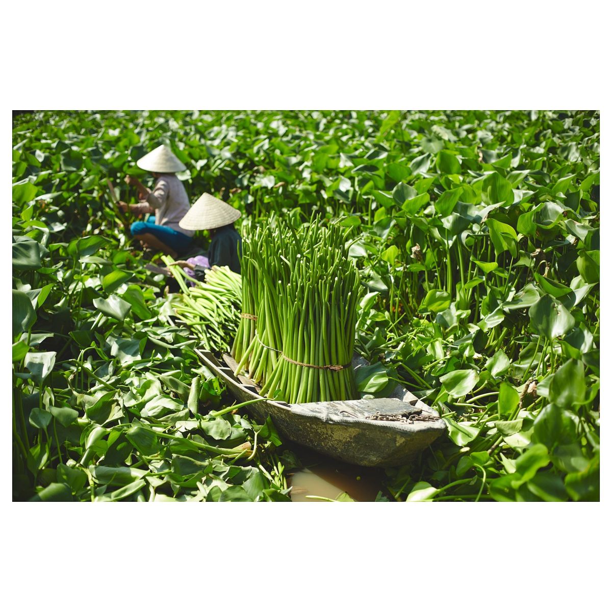 Rattan Saksı, Su Sümbülü, 19 cm – 4. görsel