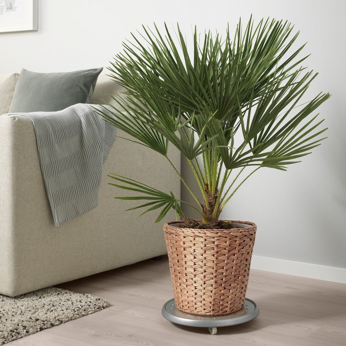 Rattan Saksı, Su Sümbülü, 24 cm – 4. görsel