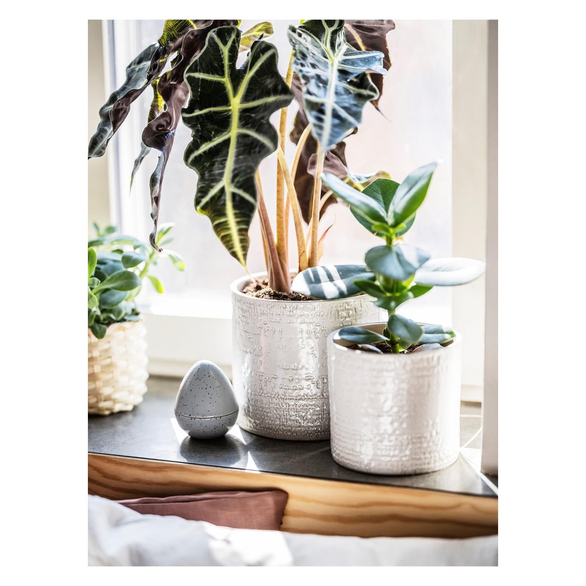 Seramik Saksı, Beyaz, 15 cm – 3. görsel