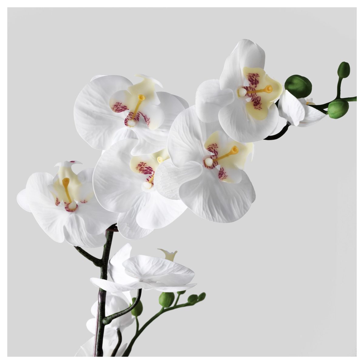 Yapay Bitki, Beyaz, 12 cm, Orkide – 3. görsel