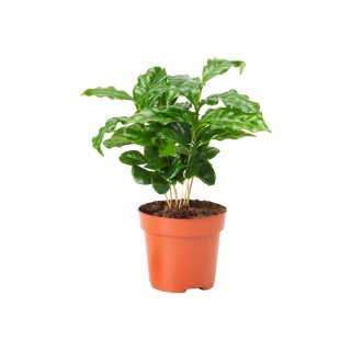 Canlı Bitki, Yeşil, 7 cm